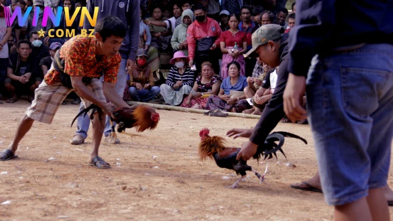 Học hỏi phương pháp rèn luyện chân gà thêm chắc khỏe