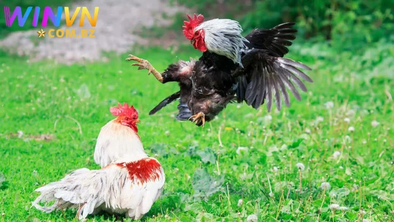 Khám phá nhiều hình thức cược để lựa chọn đúng đắn