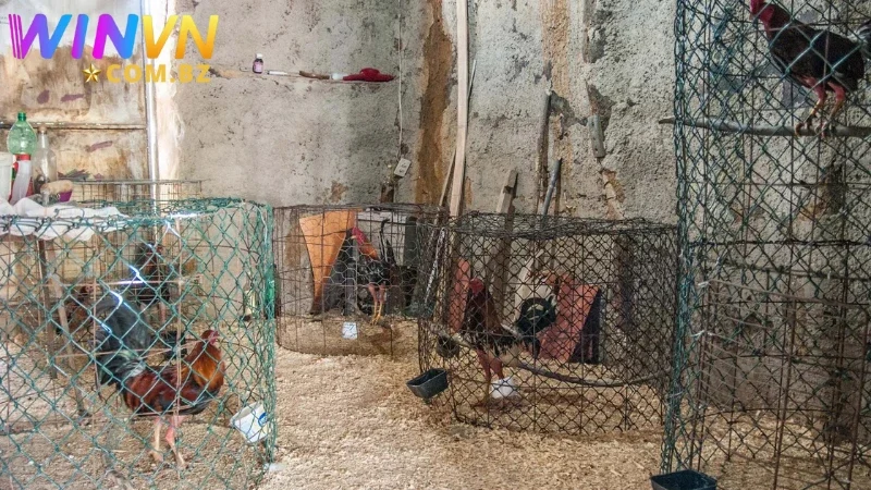 Môi trường lý tưởng cũng sẽ tác động đến phong độ chiến kê