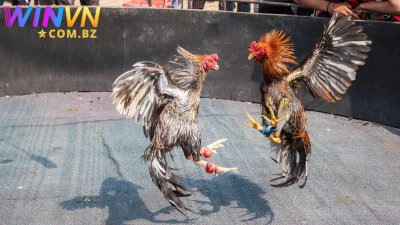 Phiên bản đá gà tre với nhịp độ diễn ra nhanh