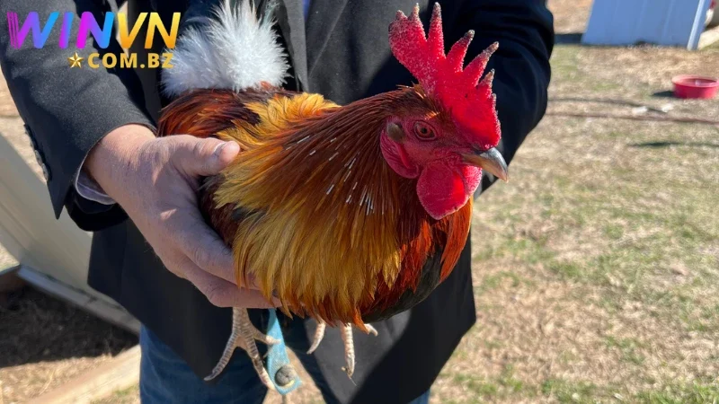 Tham khảo thực đơn trong cách nuôi gà đá chân mạnh